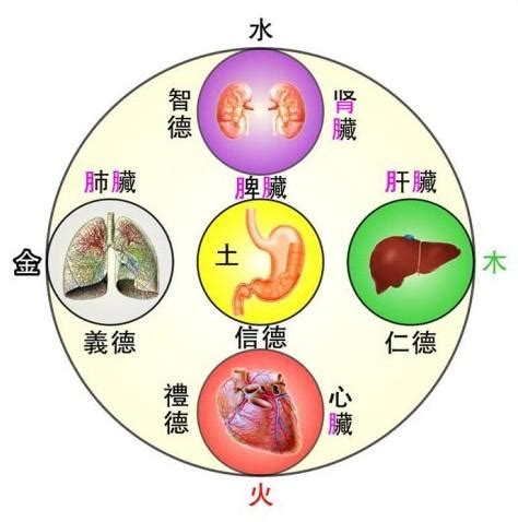 肝屬木|肝 (臟腑)